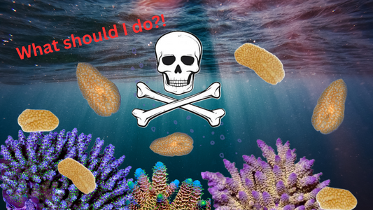 How to Identify and Treat Acropora Eating Flatworms