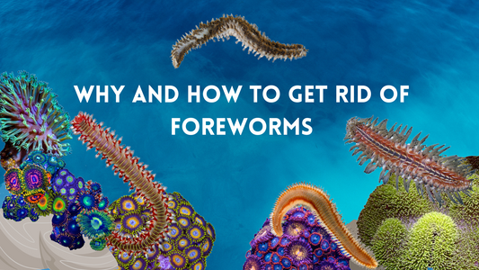Fireworms in Marine Aquariums: Identification, Impact, and Eradication