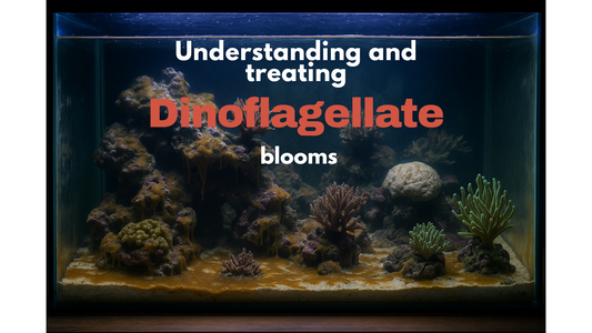 Guide to Identifying and Managing Dinoflagellates in Aquariums