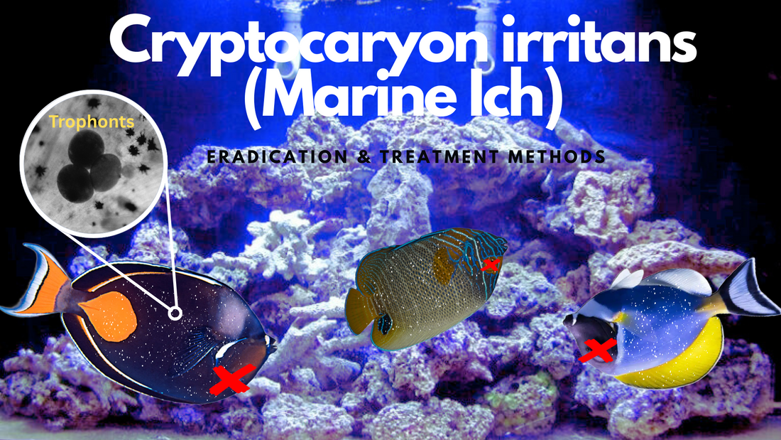 How to treat and manage Cryptocaryon irritans (Maine Ich) infections in aquariums