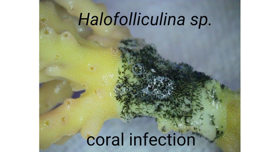 Halofolliculina ciliates and Skeletal Eroding Band (SEB): A Practical Hobbyist Guide