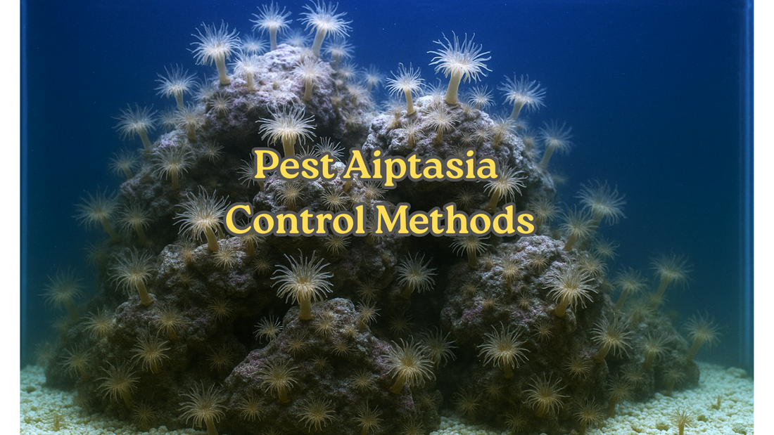 How to deal with aiptasia infestation in a reef aquarium