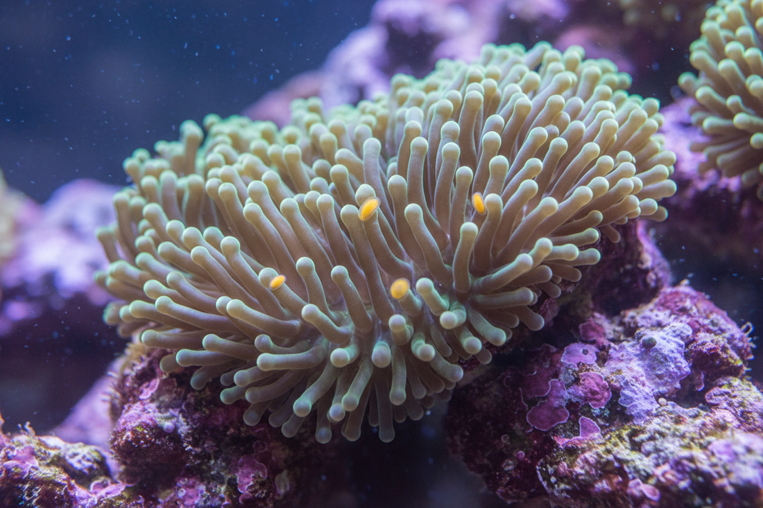 Acoel Worms in Reef Aquariums: What They Are, Why They Bloom, and How to Control Them