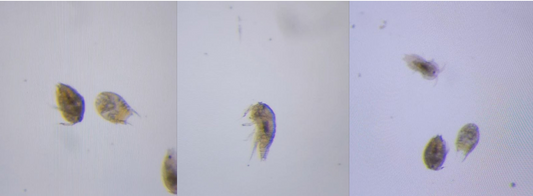 Treating Milbemycin-Resistant Acropora Copepods in a Reef Aquarium