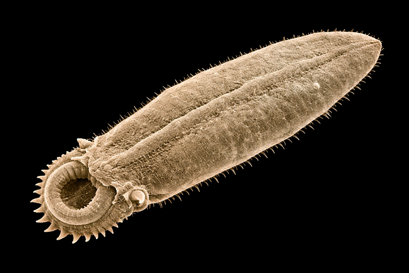 Parasites