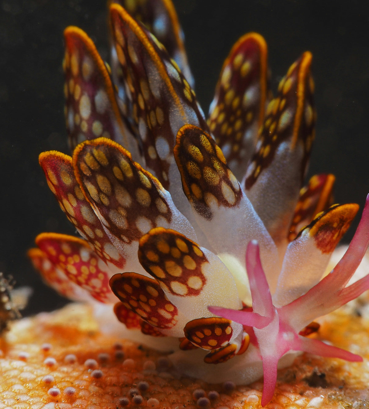 Photo inspiration: Visual Reference: P3 Dna Aquarium Test Detect Pathogens Parasites Pests