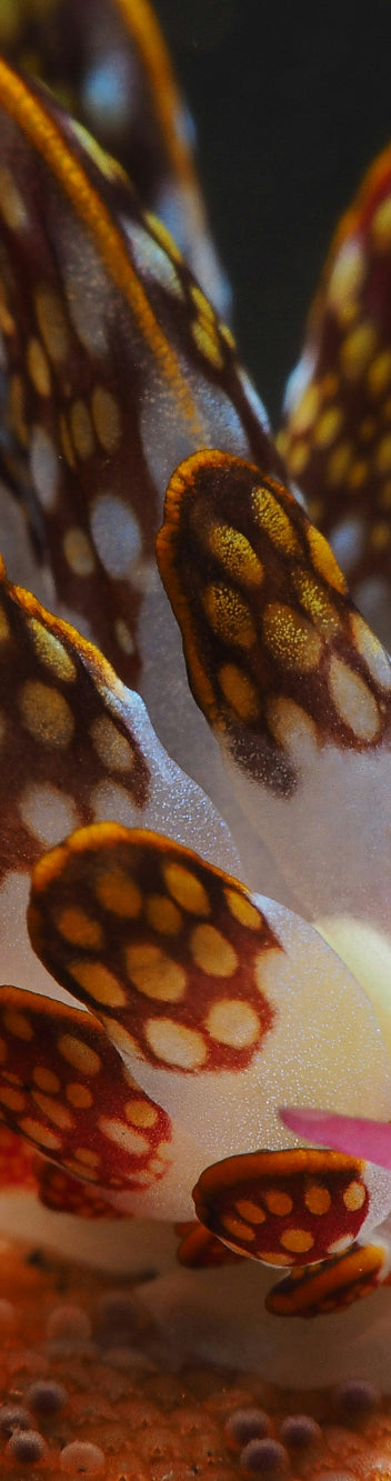Photo inspiration: Gallery Detail: P3 Dna Aquarium Test Detect Pathogens Parasites Pests
