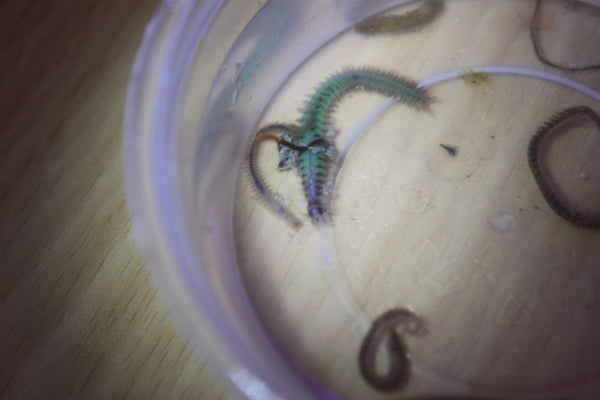 Review photo by Emma K.