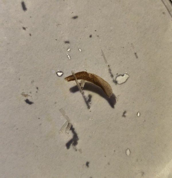 Review photo by Blake L.